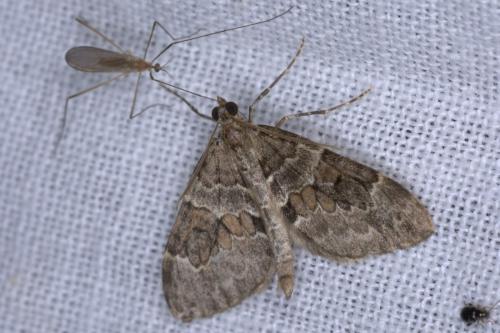 Thera britannica